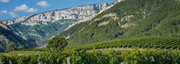 Discover the White Wines of Provence