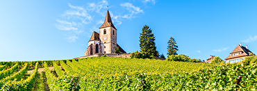 Inside Knowledge: French white wine in depth